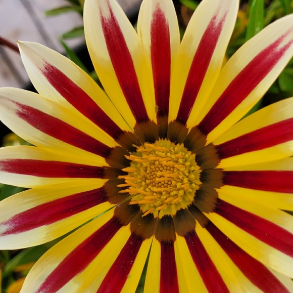 Meet your Posher, Jolene - Picture 1 of 1